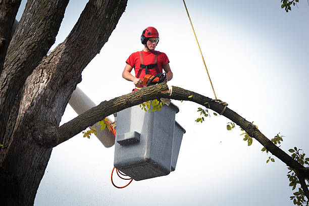 Emergency Storm Tree Removal in Kekaha, HI